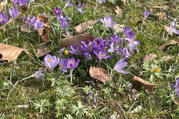 Auch viele "Wildblumen" genießen die ersten warmen Sonnenstrahlen.