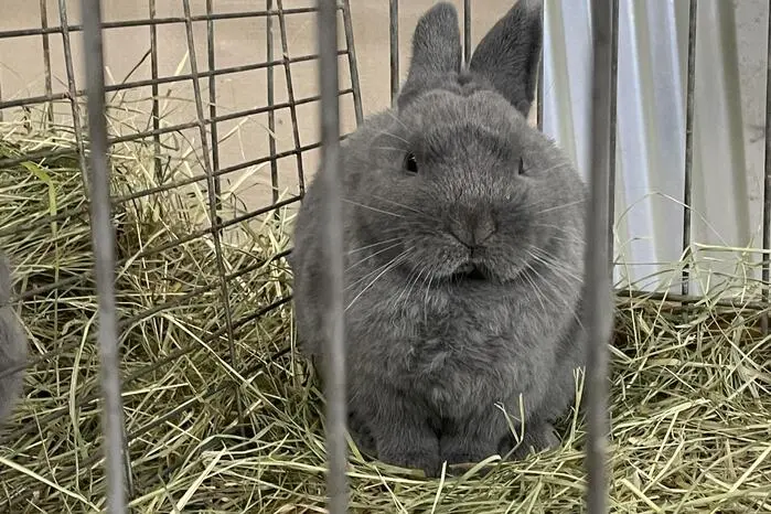 In der Halle des Unternehmers Franz Kerschbaumer wurden zahlreiche Kaninchen, Meerschweinchen und Ziervögel präsentiert, begleitet von fachkundigen Informationen rund um Haltung und Pflege.