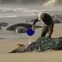 In this image made from a video, a rescuer pours water on one of stranded whales on Ocean Beach, near Strahan, Australia Wednesday, Sept. 21, 2022. More than 200 whales have been stranded on Tasmania’s west coast, just days after 14 sperm whales were found beached on an island off the southeastern coast. (Australian Broadcasting Corporation via AP)
