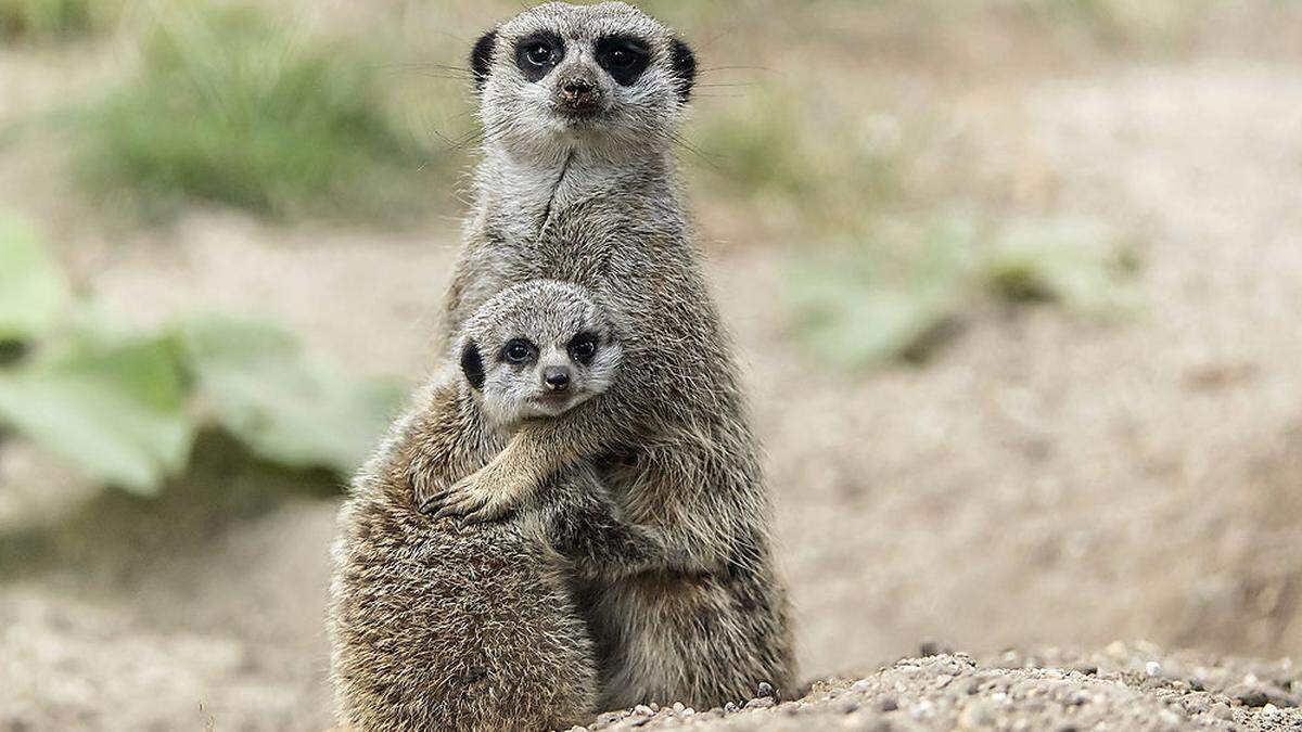 Mittlerweile ist das Mini-Erdmännchen aber schon an der Seite seiner Eltern in der Anlage unterwegs