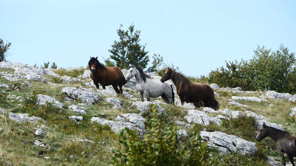 Wildpferde auf dem Plateau Kruzi