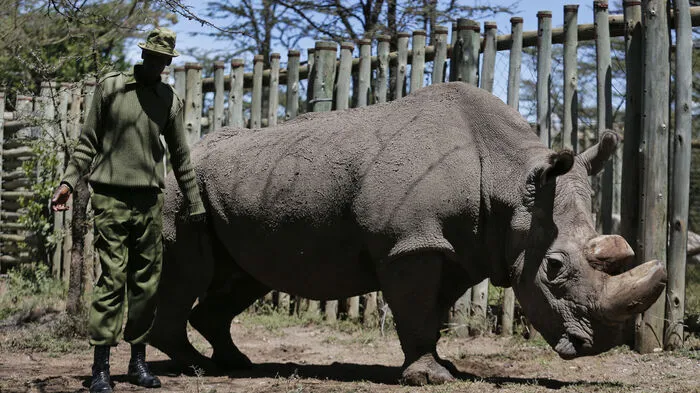 Das letzte männliche Nördliche Breitmaulnashorn der Welt ist gestorben. Der 45 Jahre alte Sudan habe zuletzt altersbedingt stark gelitten - daher hätten die Tierärzte die Entscheidung getroffen, ihn am Montag einzuschläfern, teilte das Wildtierreservat Ol Pejeta in Kenia mit.