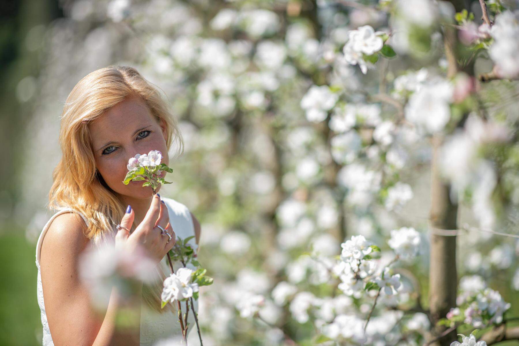 Steirische Apfelblüte: Hohe Temperaturen: So früh blühten die Apfelbäume noch nie