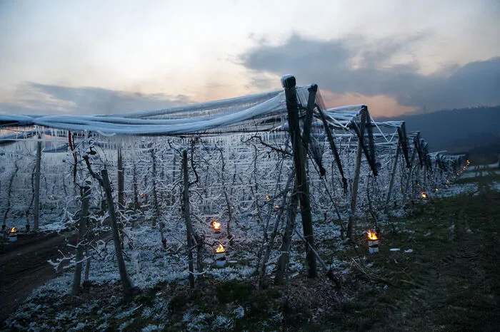 Bis zu minus fünf Grad wurden schon am Montag in vielen Obstanlagen gemessen – das ist viel zu kalt für die aktuell in Blüte stehenden Marillen- und Kirschbäume.