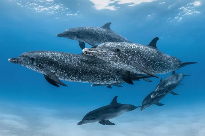 Eine Gruppe von Atlantischen Fleckendelfinen schwimmt wild und frei auf den Bahamas.