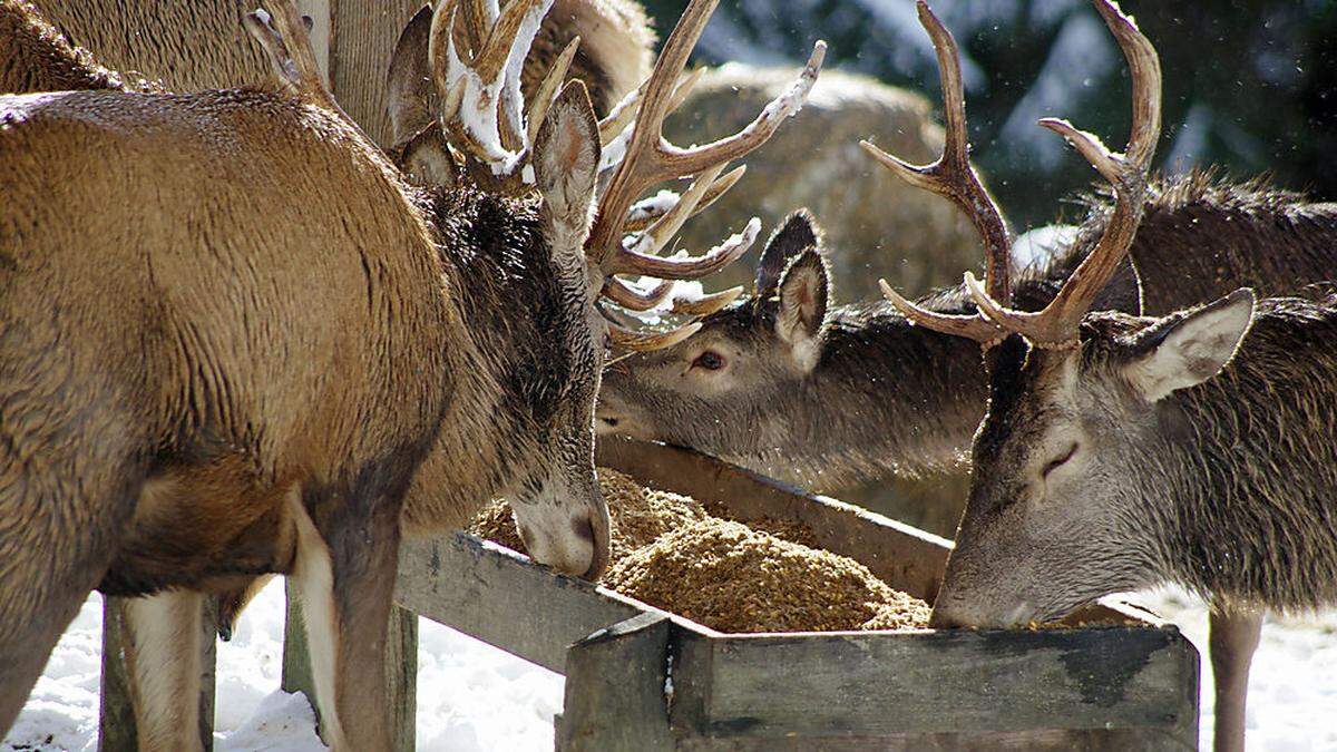 Großer Appetit herrscht bei den Tieren