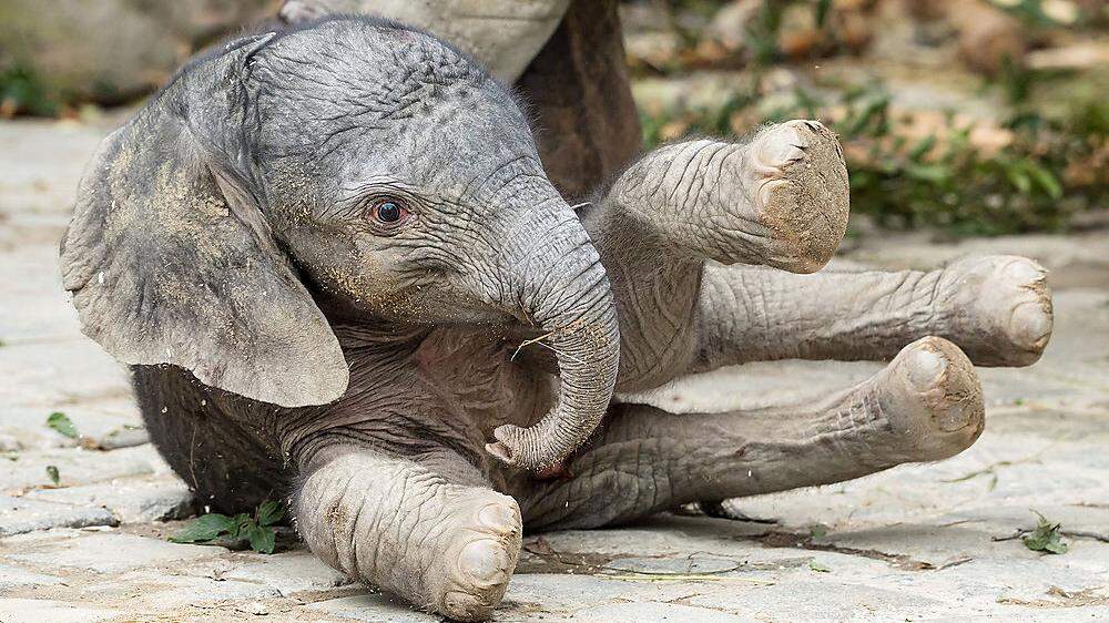 Das frisch geborene Elefantenbaby wiegt 90 Kilogramm