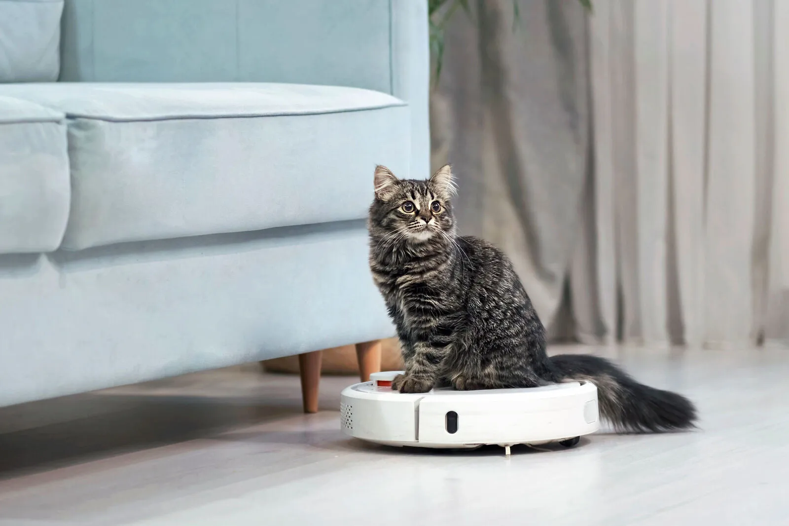 Mitunter haben auch Stubentiger Freude mit einem Saugroboter