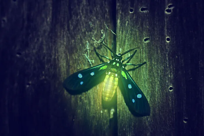 Licht aus. Licht an. Die Silent Disco erschließt sich nur den ganz behutsamen Beobachtern. Wenn die Chemie stimmt, dann kann die Party beginnen. Dann zersetzt im Körper der kleinen Glühwürmchen das Enzym Luciferase die Carbonsäure Luciferin. Mit dunklen Mächten geht das nicht zu, es ist ein rein chemischer Vorgang. Es werde Licht!