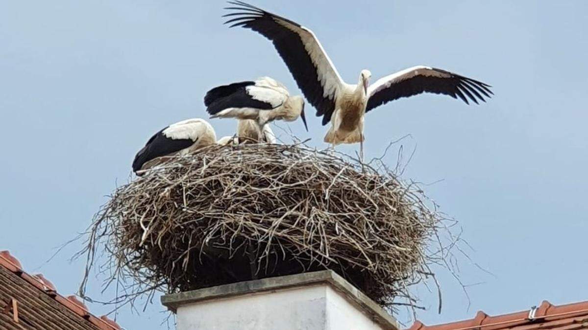 Seit 40 Jahren beherbergen die Frauwallners Störche