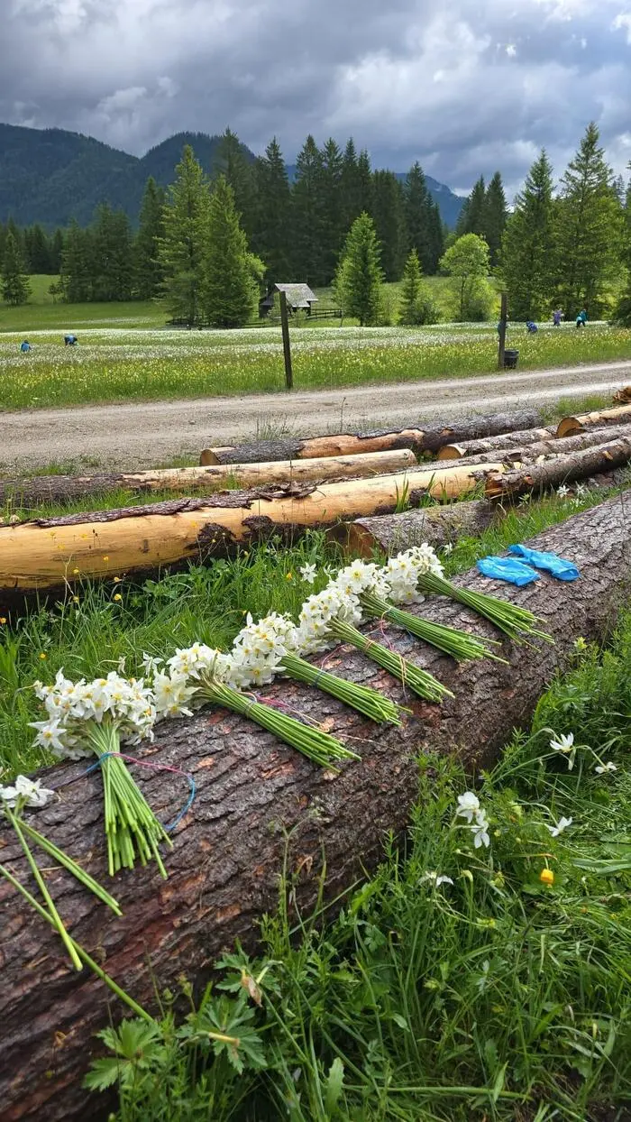 Die fertigen Narzissenbüschel