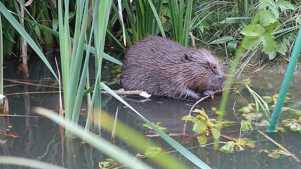 Der Biber im Teich der Familie Schmelzer-Ziringer