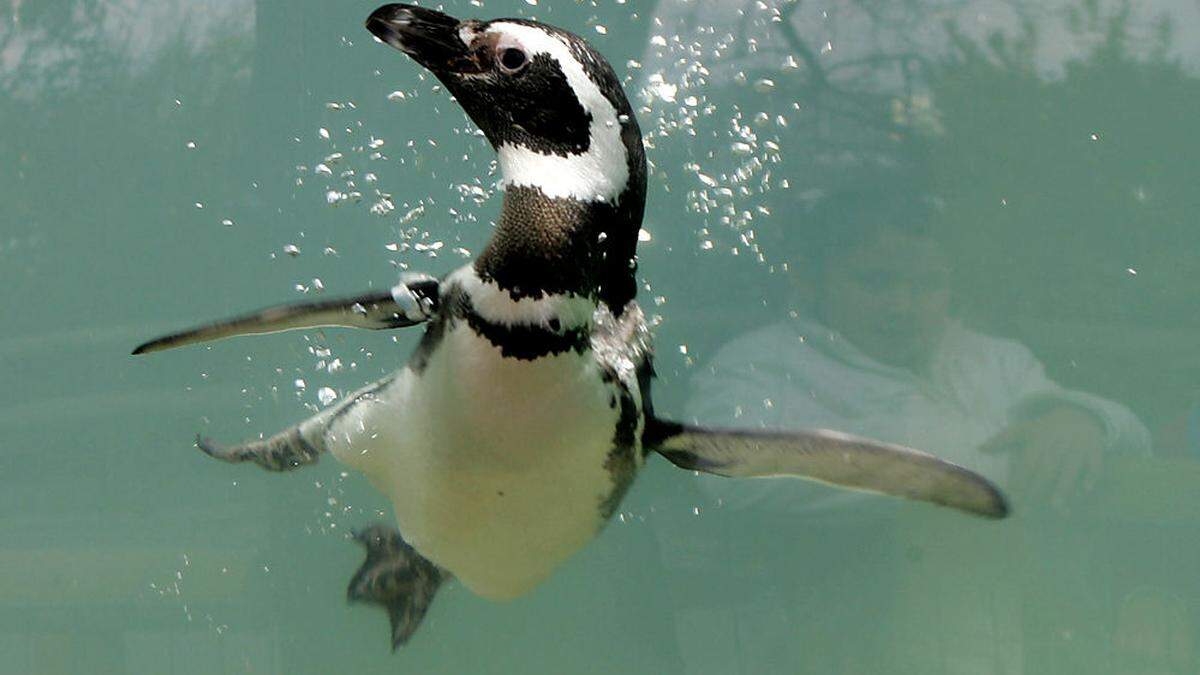 Ein Humboldt-Pinguin 