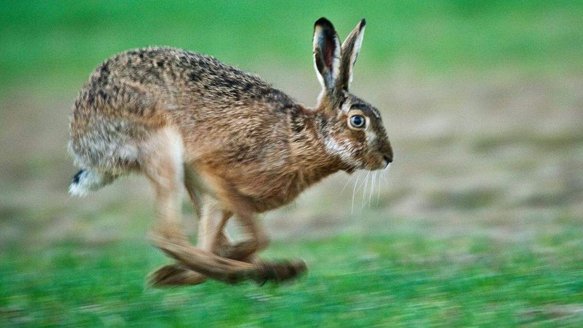 Laut Angaben des Pkw-Lenkers war ein querender Hase schuld am Unfall