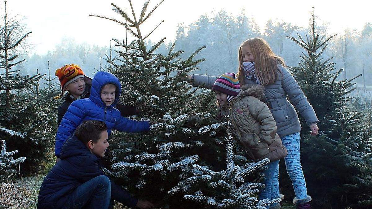 Oben: Die Kinder (im Bild Thomas Wutte, Tobias Kral, Felix Feichtinger, Selina und Anna-Lena Klemen)  dürfen für das Weihnachtsfest selbst den Baum aussuchen und abschneiden