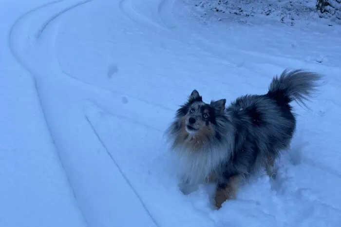 Spaß im Schnee gilt für Vierbeiner genauso
