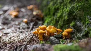 THEMENBILD, Schwammerlsuchen, Pilze sammeln. Im Bild frische Eierschwammerl, auch Echte Pfifferlinge genannt, im Wald. Aufgenommen am 05.08.2025 in Schladming, Steiermark, Österreich (Austria). 
Fotocredit: Martin Huber