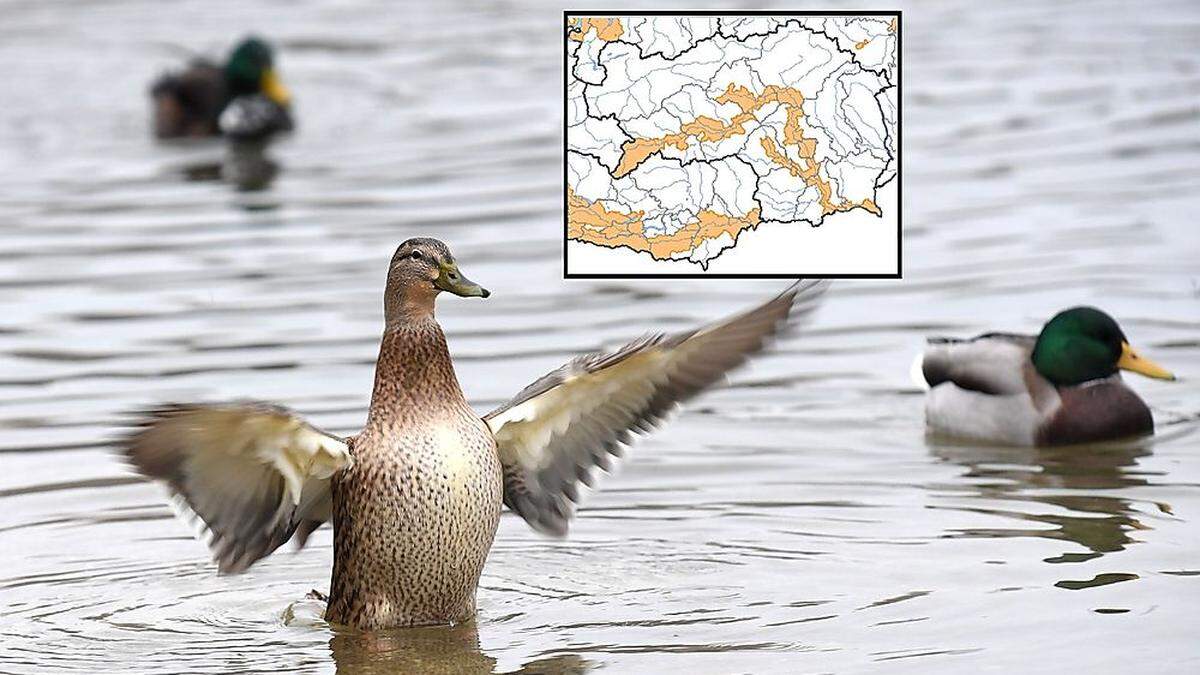 In Nord- und Südeuropa wurden zunächst Infektionen bei Wasservögeln, später auch bei Hausgeflügel gefunden. In Österreich gibt es noch keinen Fall. 