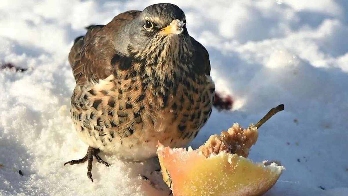 Platz 21 für die Wacholderdrossel