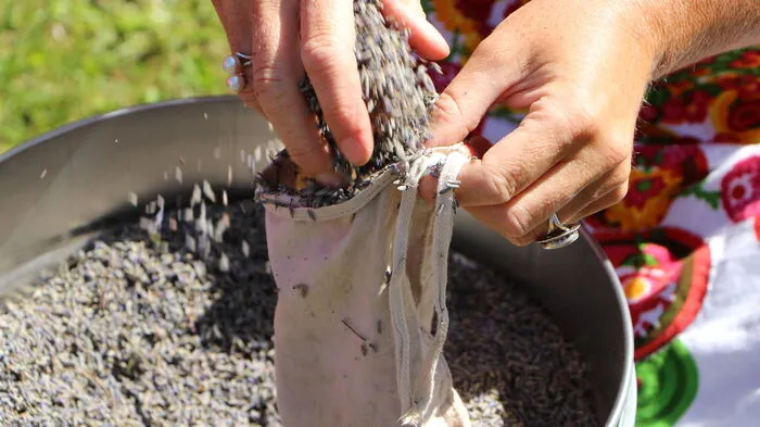 Den getrockneten Lavendel gibt man in ein Baumwollsackerl, damit wird er in die Destille gesteckt.