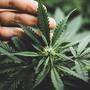 Bei dem Pensionisten konnten zahlreiche Cannabispflanzen gefunden werden