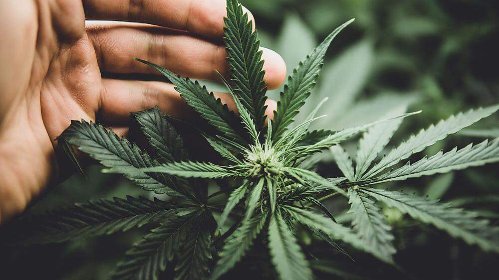 Bei dem Pensionisten konnten zahlreiche Cannabispflanzen gefunden werden