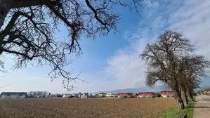 Feld, Bäume, Häuser im Hintergrund