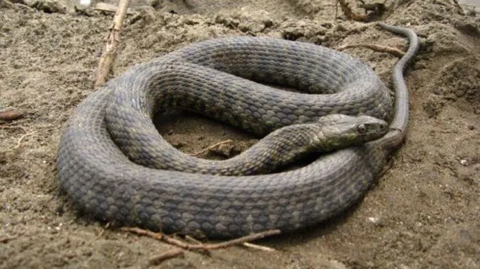 Versteckt im Schilf, vorwiegend am Südwestufer, leben Würfel- und Ringelnattern am Klopeiner See.