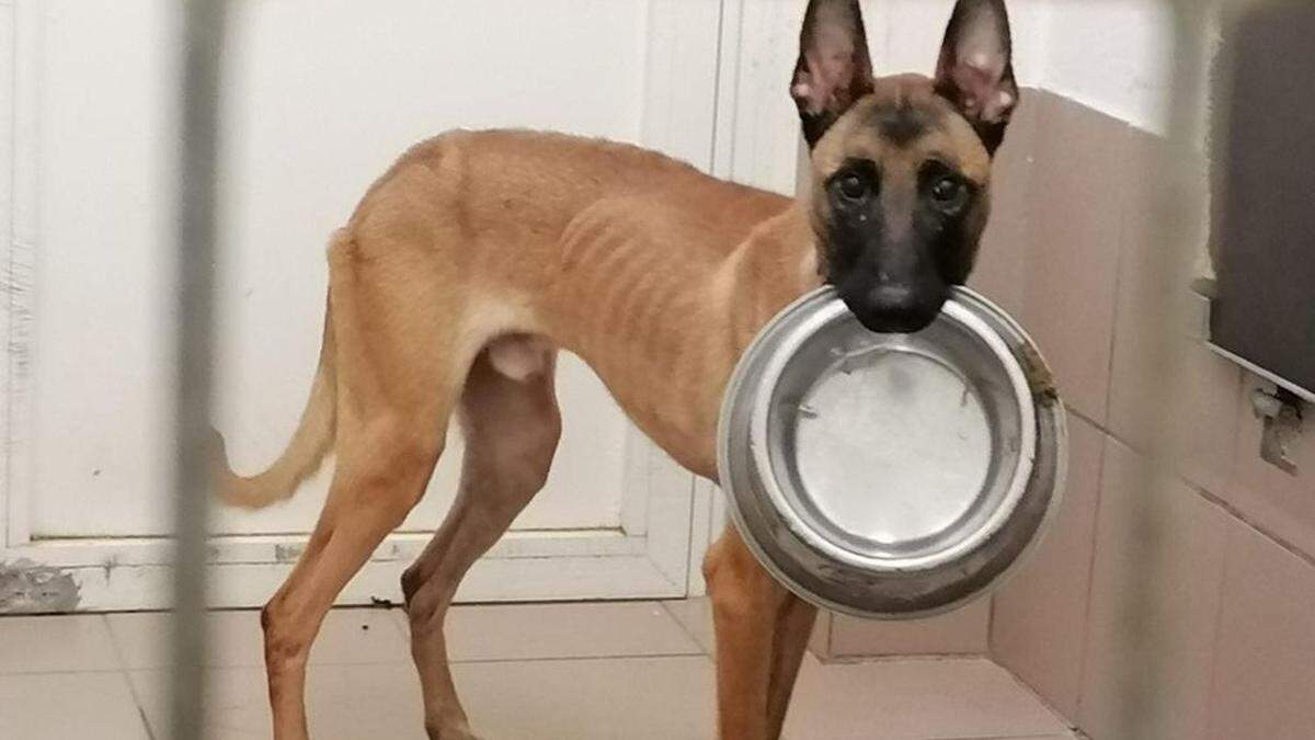 Ein Hund des Angeklagten nach der Abnahme 