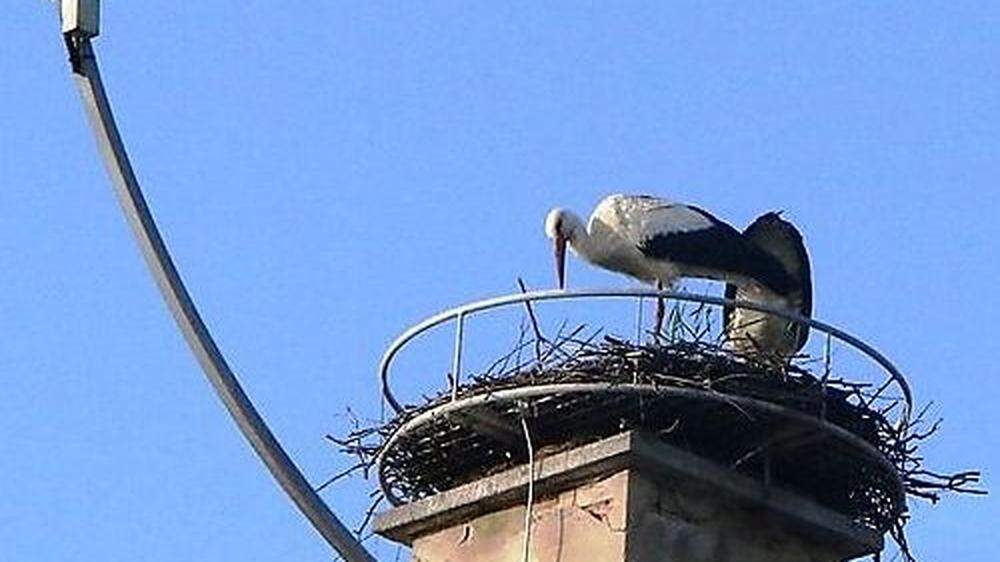 Das junge Storchenpaar in seinem Mürzhofener Nest