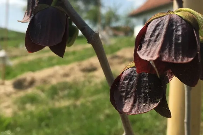 Wenn die Blüte aufgeht, strömt sie einen Buttersäure-artigen "Duft" aus. Bienen mögen das nicht.