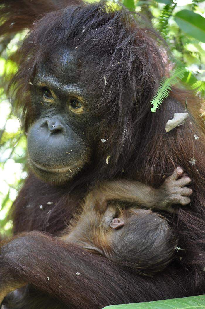 Orang-Utan Dame Signe bringt gesundes Baby zur Welt