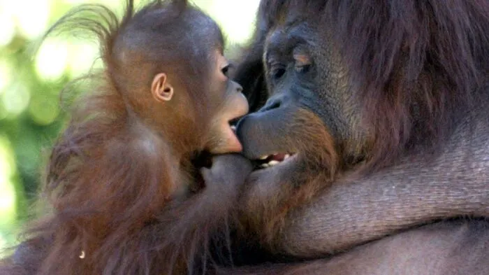 Der Orang-Utan (Waldmensch) gehört zu den nächsten Verwandten des Menschen. Männchen werden zwischen 50 und 90 Kilogramm schwer. Weibchen wiegen etwa die Hälfte. Ihr ursprüngliches Verbreitungsgebiet reichte von China über Thailand und Vietnam bis nach Java. In all diesen Gegenden gibt es seit vielen tausend Jahren aber keine mehr.