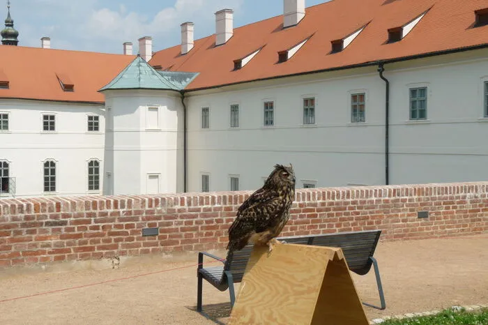 Greifvogelschau vor dem ehemaligen Jesuitenkolleg neben der Barbara-Kirche...