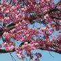 Ist der Zierkirschenbaum noch zu retten, fragt sich unser Leser