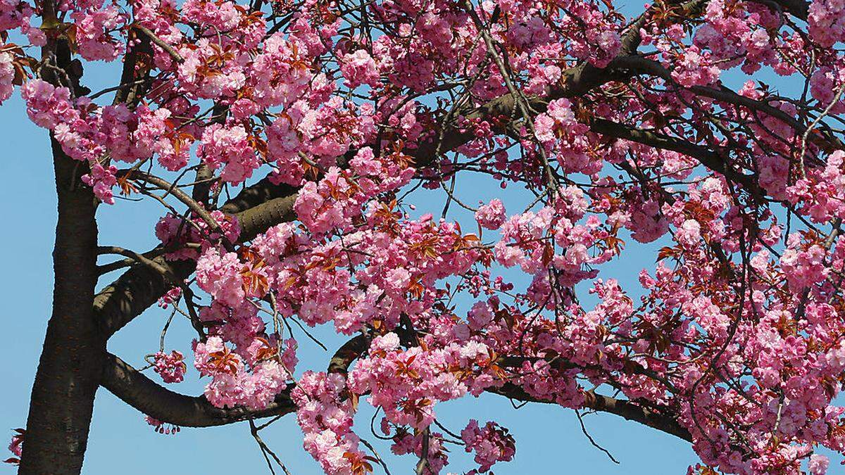 Ist der Zierkirschenbaum noch zu retten, fragt sich unser Leser