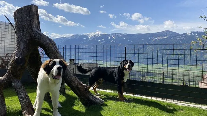 Die Hundepension auf dem Hühnersberg lässt bei diesem Bergpanorama nicht nur Hundeherzen höher schlagen