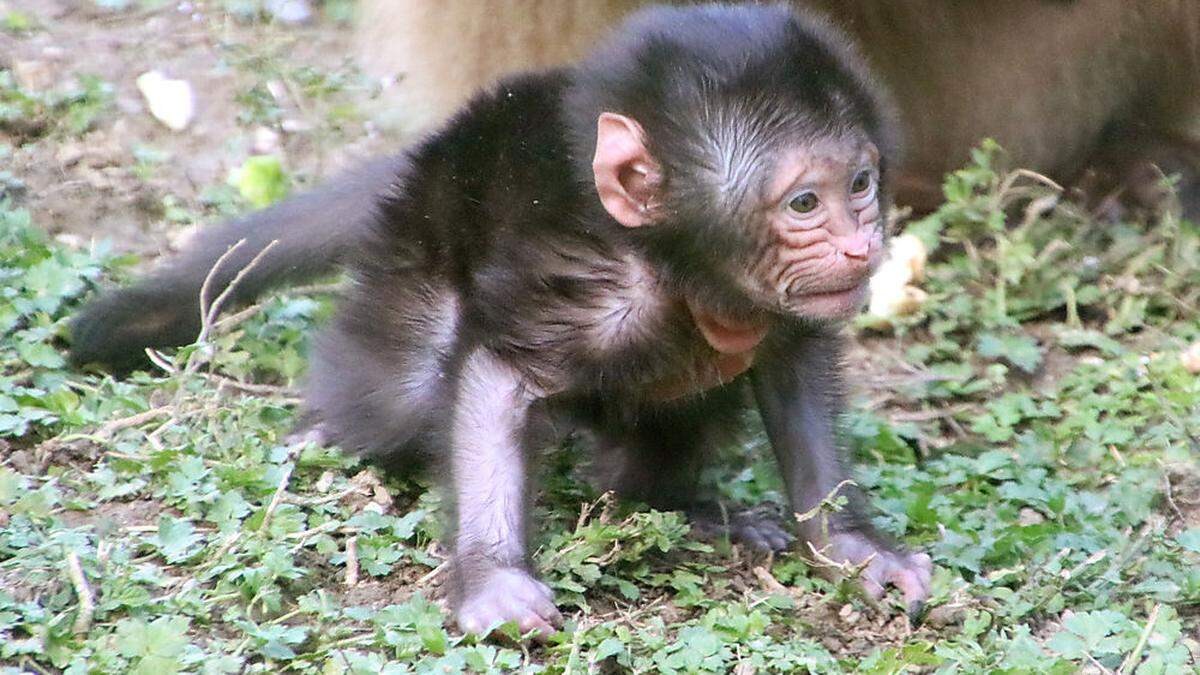 Erneuter Dschelada Nachwuchs in der Tierwelt Herberstein!