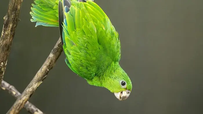 Im Tiergarten Schönbrunn ist bei den äußerst seltenen Rotspiegel-Amazonen heuer erstmals die natürliche Aufzucht von drei Küken durch die Elterntiere gelungen.