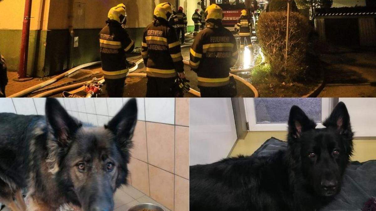 Auch die beiden Schäferhunde überlebten den Brand