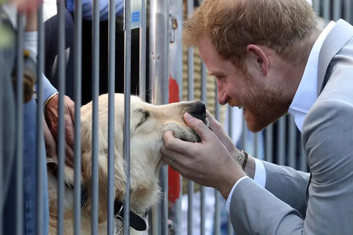 Prinz Harry trug einen hellgrauen Anzug und ein weißes Hemd. Und zeigte sein Herz für Tiere . . .