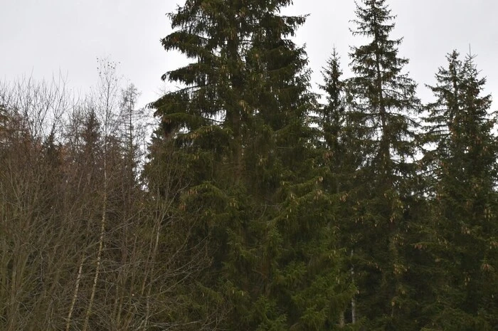 Der Baum kommt aus dem Wald der Familie Rottensteiner, ist rund 50 Jahre alt und rund 25 Meter hoch.