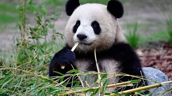 Es ist der erste Pandanachwuchs Deutschlands: Die Berliner Pandadame Meng Meng hat am Samstag Zwillinge zur Welt gebracht, wie der Zoo am Montag mitteilte.