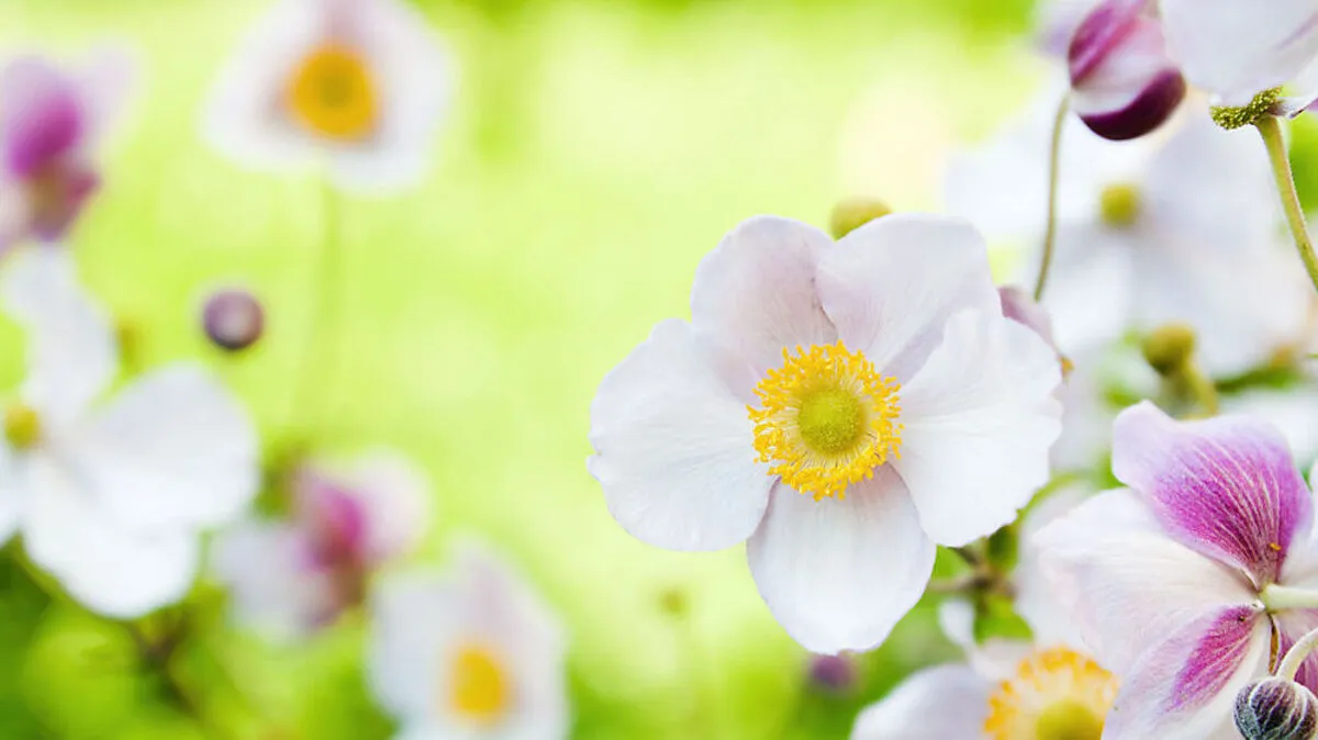 Die Japananemone Blüht im Herbst