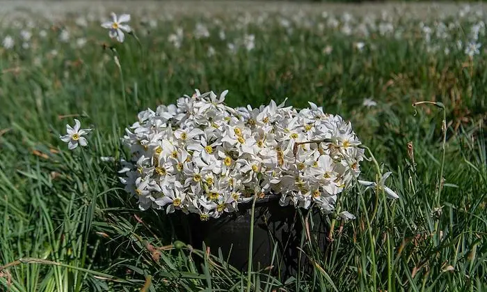 700 bis 1000 Narzissen haben in einem Kübel Platz - für die Friedenstaube braucht Familie Freismuth 60 Kübel