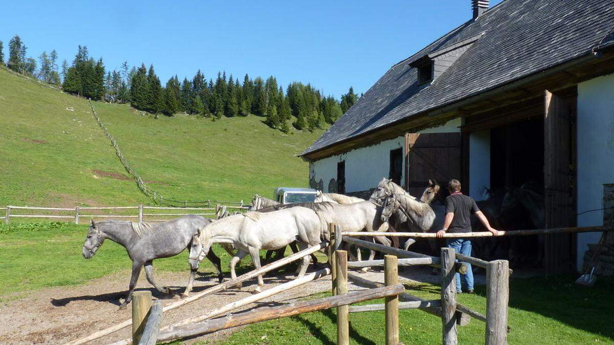 In der UVP wird auch geprüft, ob der Windpark Auswirkungen auf die Lipizzaner hat