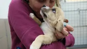Kuscheleinheiten sind bei den Welpen derzeit sehr gefragt