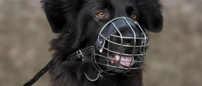 Die Behörde kann Hundehaltern das Anlegen eines Maulkorbs per Bescheid auftragen (Symbolbild)
