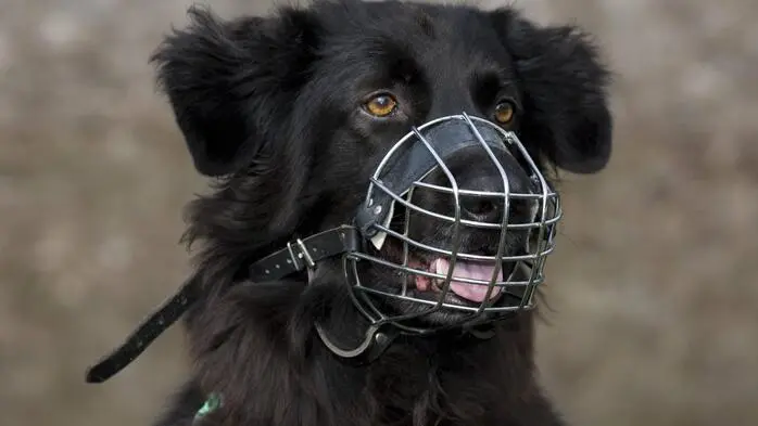 Die Behörde kann Hundehaltern das Anlegen eines Maulkorbs per Bescheid auftragen (Symbolbild)
