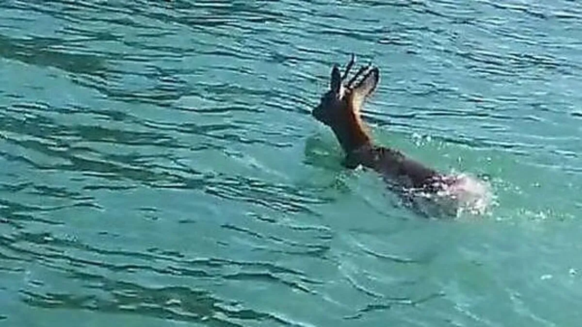 Der Rehbock im Wörthersee wurde in den vergangenen Tagen zum Internethit
